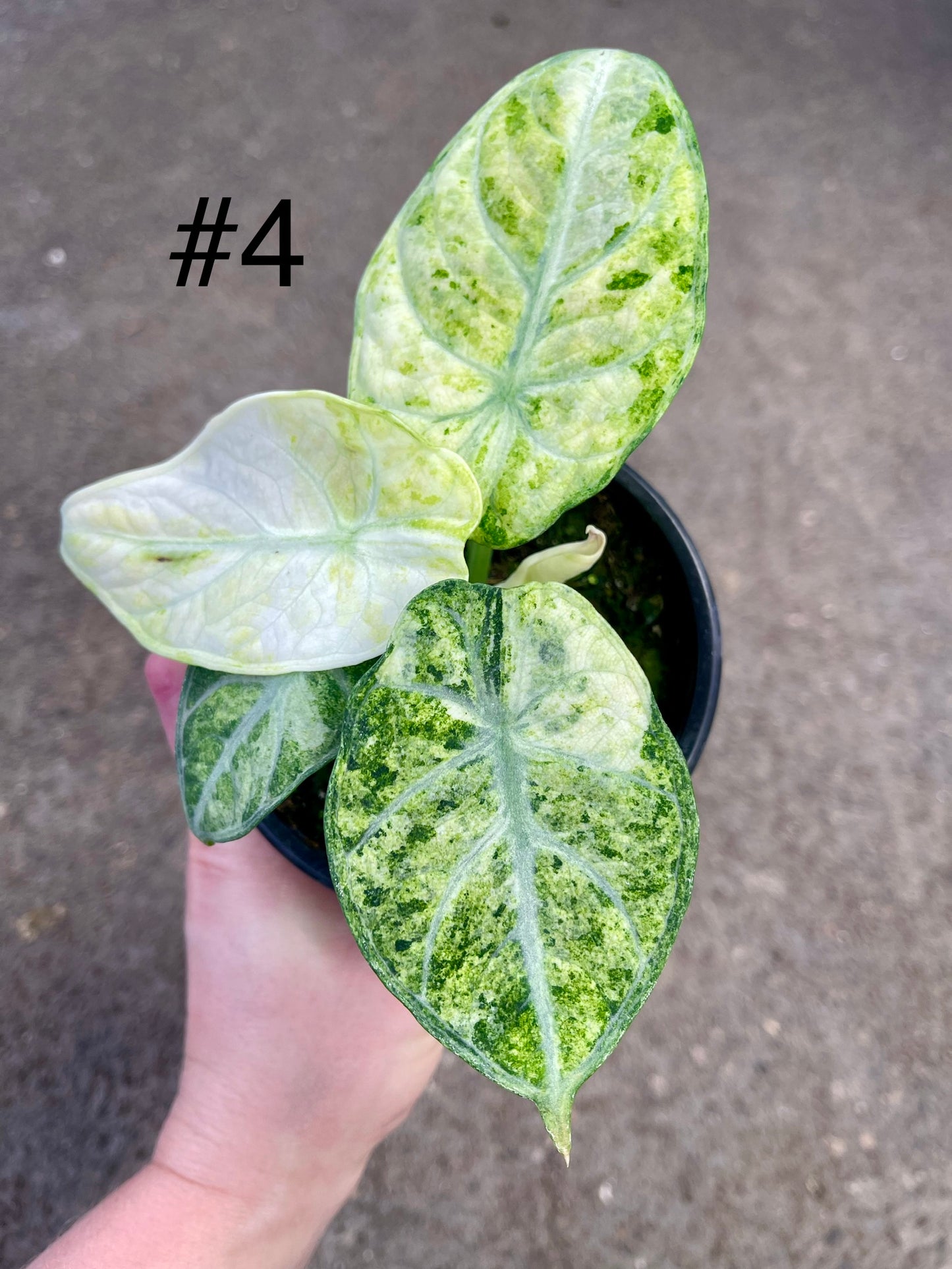 ALOCASIA NINJA VARIEGATA TRICOLOR NEW