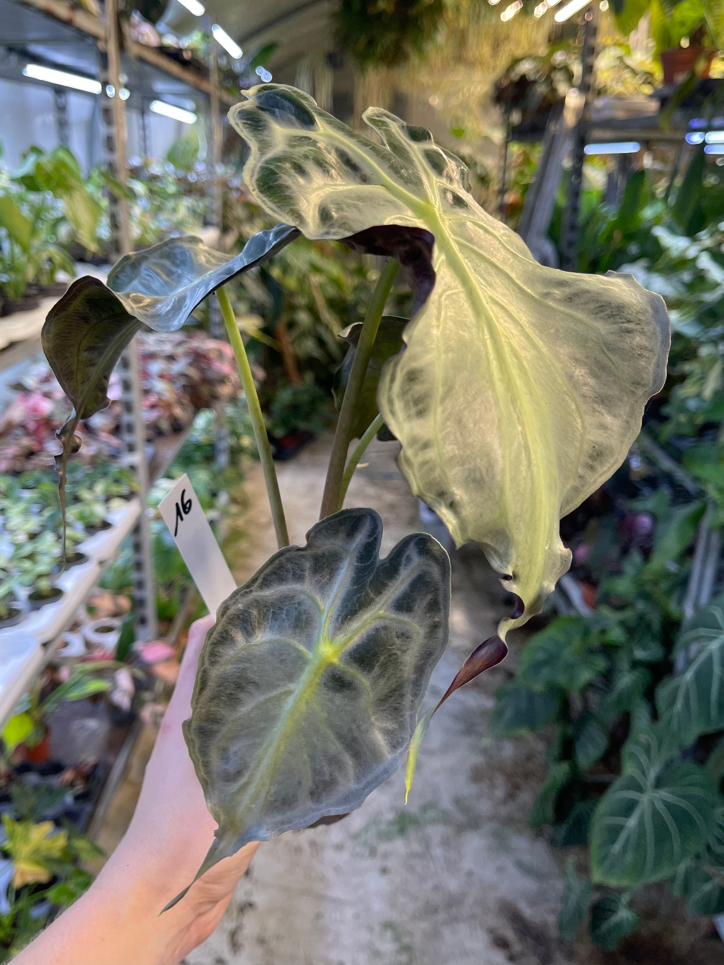 ALOCASIA VENOM L NEW
