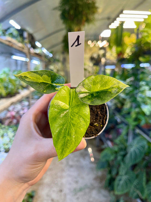 Alocasia sinuata variegata NEW