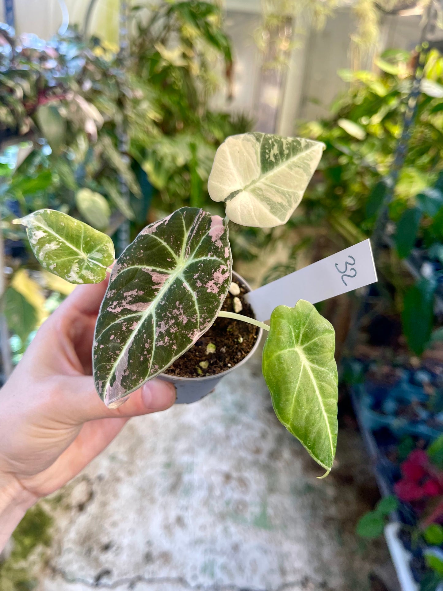 ALOCASIA BLACK VELVET VARIEGATA PINK S NEW