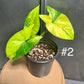Syngonium aurea variegata