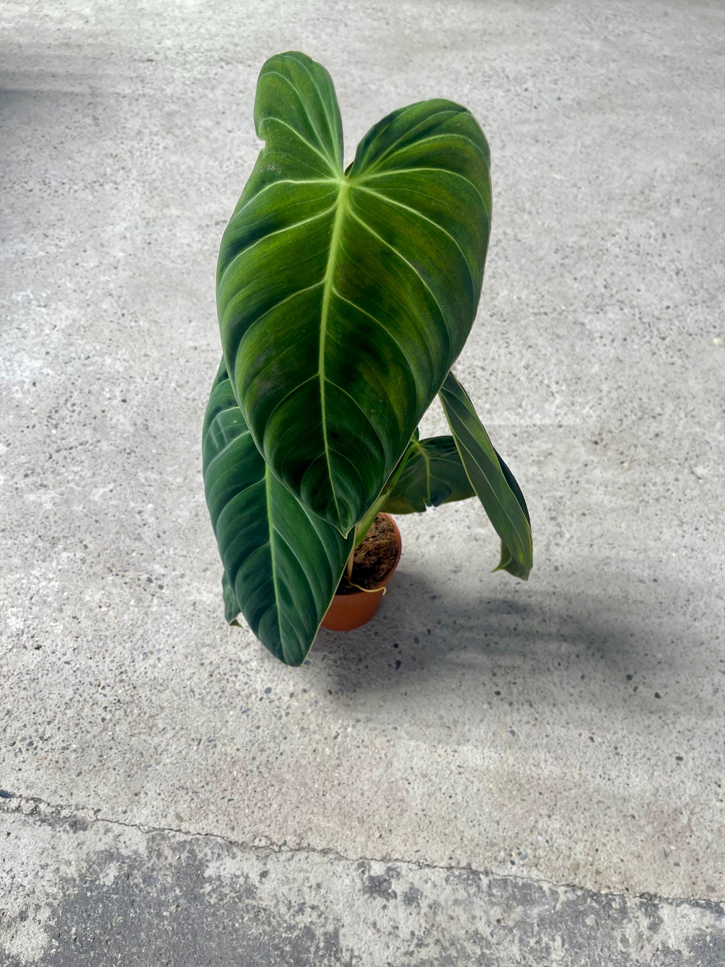 Philodendron melanochrysum  M NEW