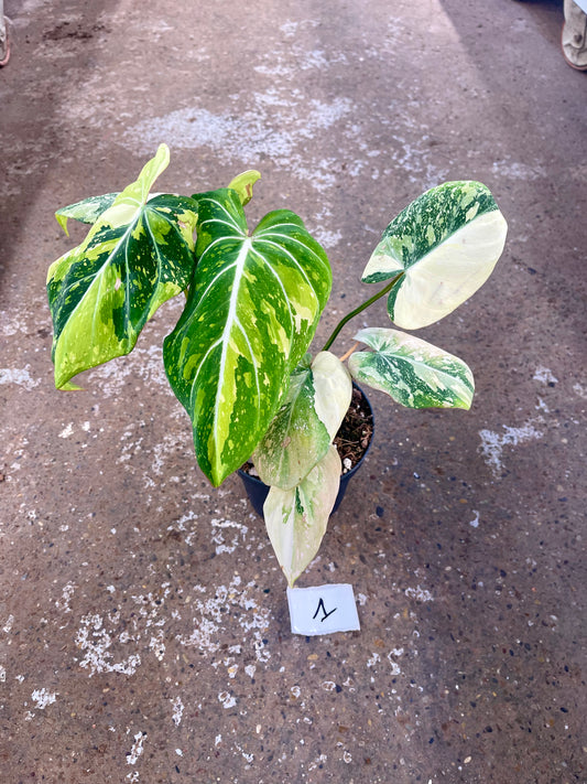 PHILODENDRON GLORIOSUM TRICOLOR VARIEGATA