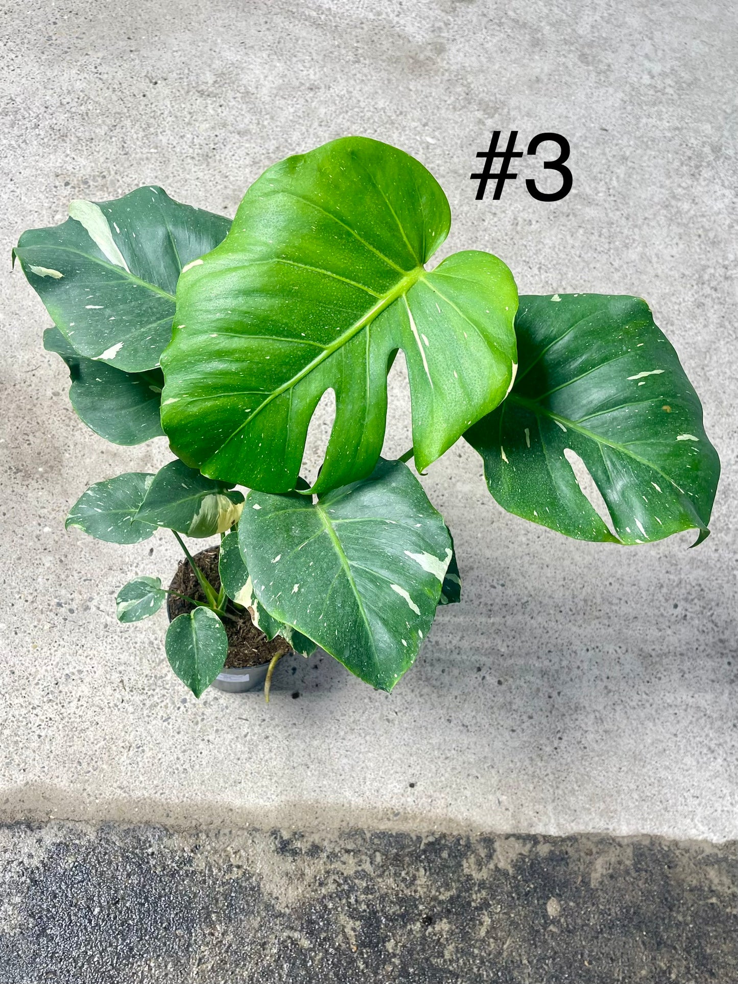 Monstera deliciosa thai constellation XL