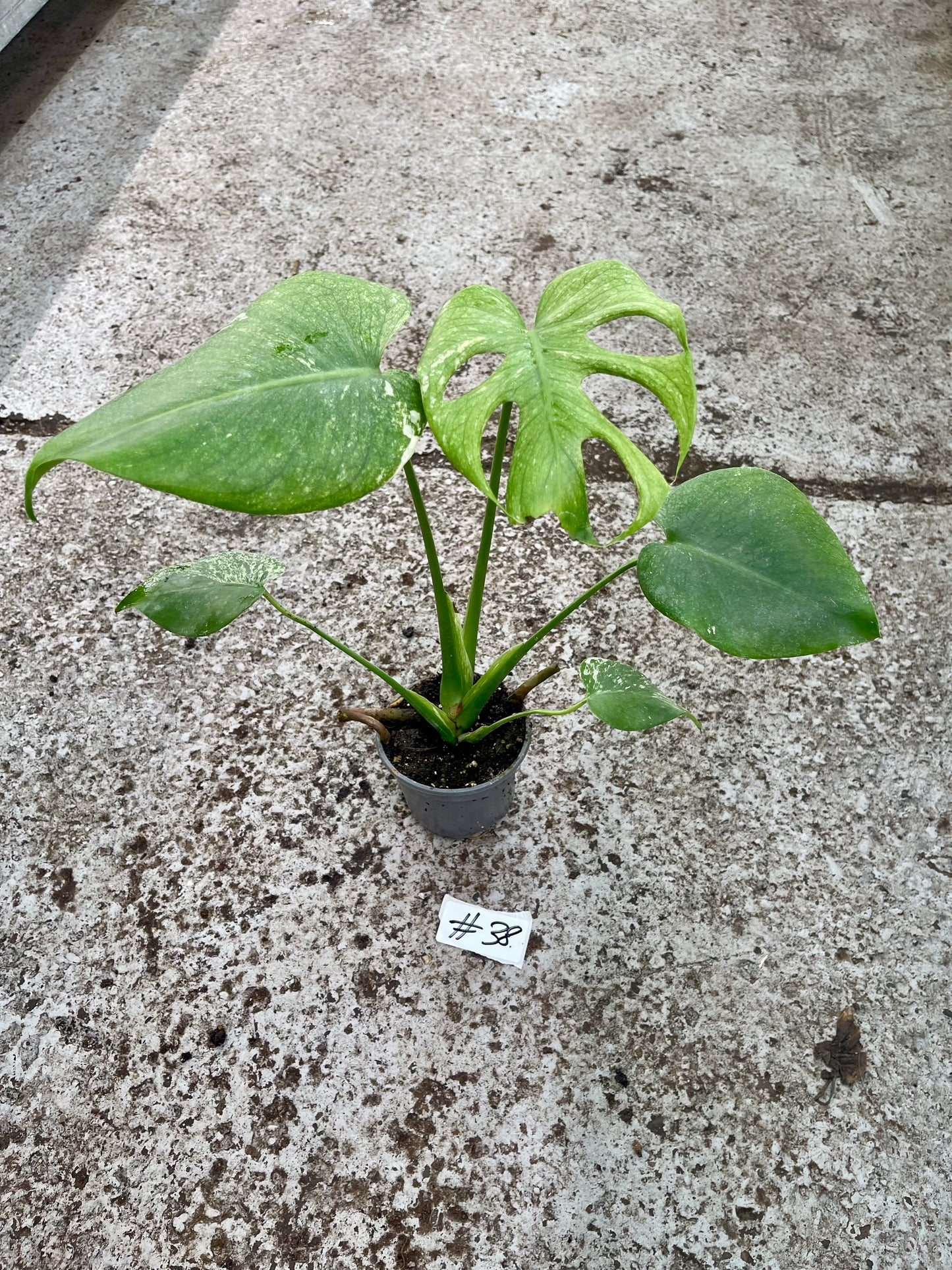 PLANTE A SAUVER