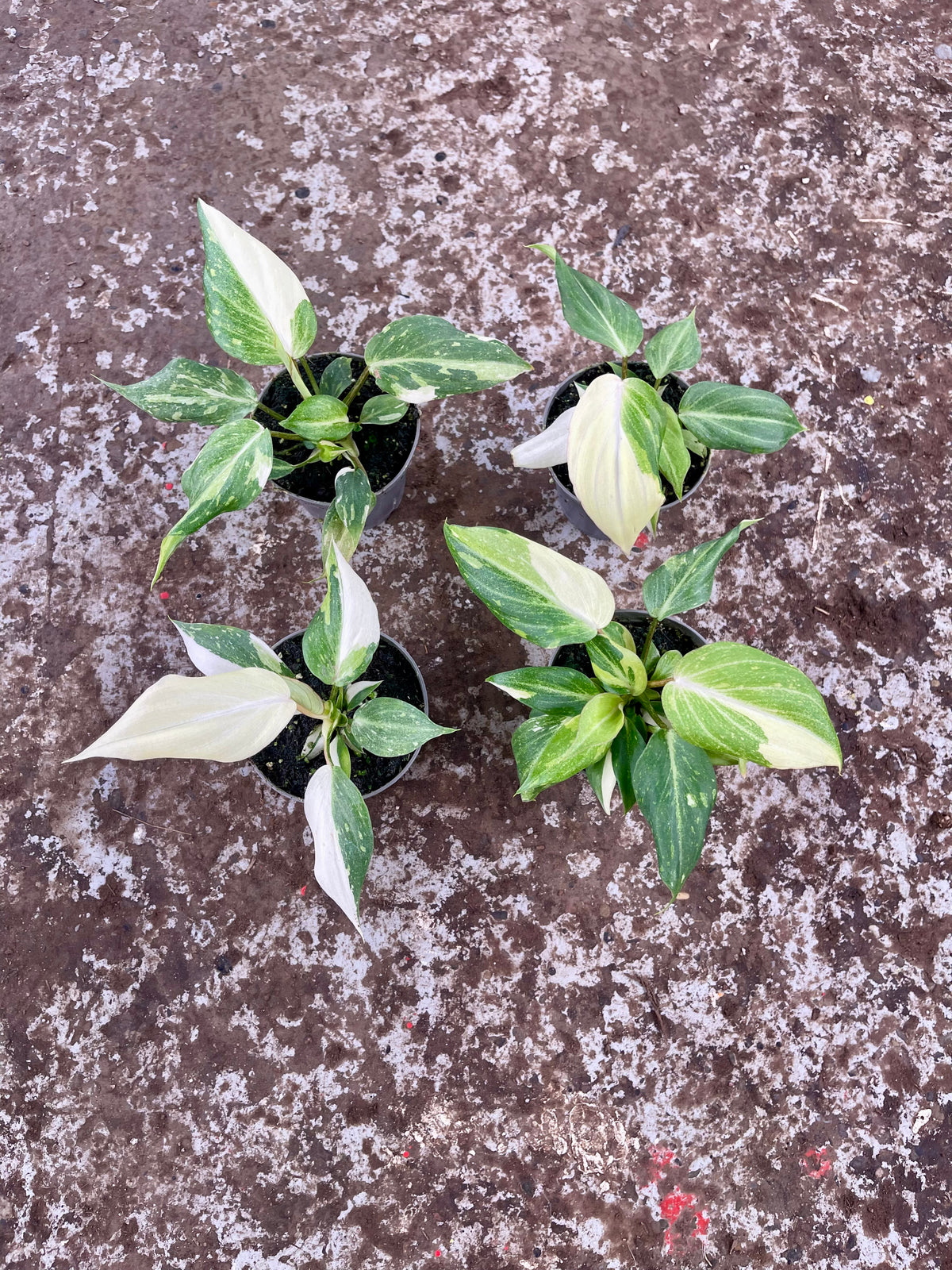 PHILODENDRON GLORIOSUM TRICOLOR VARIEGATA