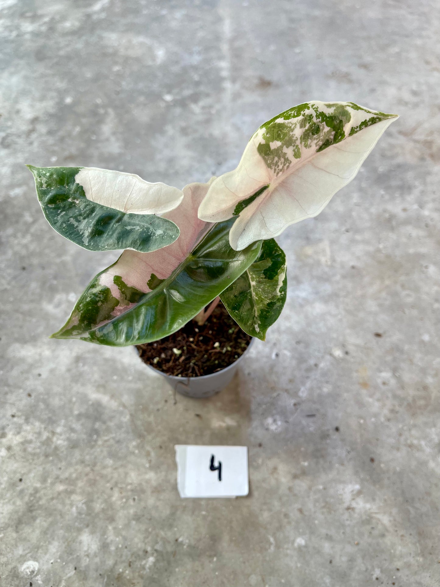Alocasia pseudo sanderiana pink variegata