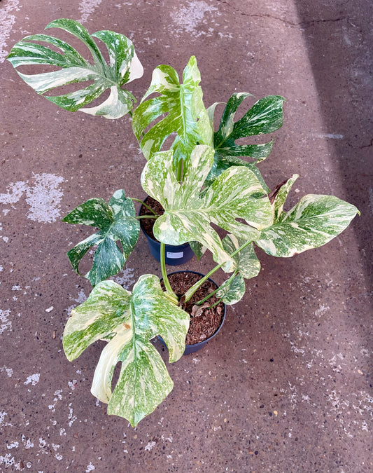 MONSTERA LEGACY L