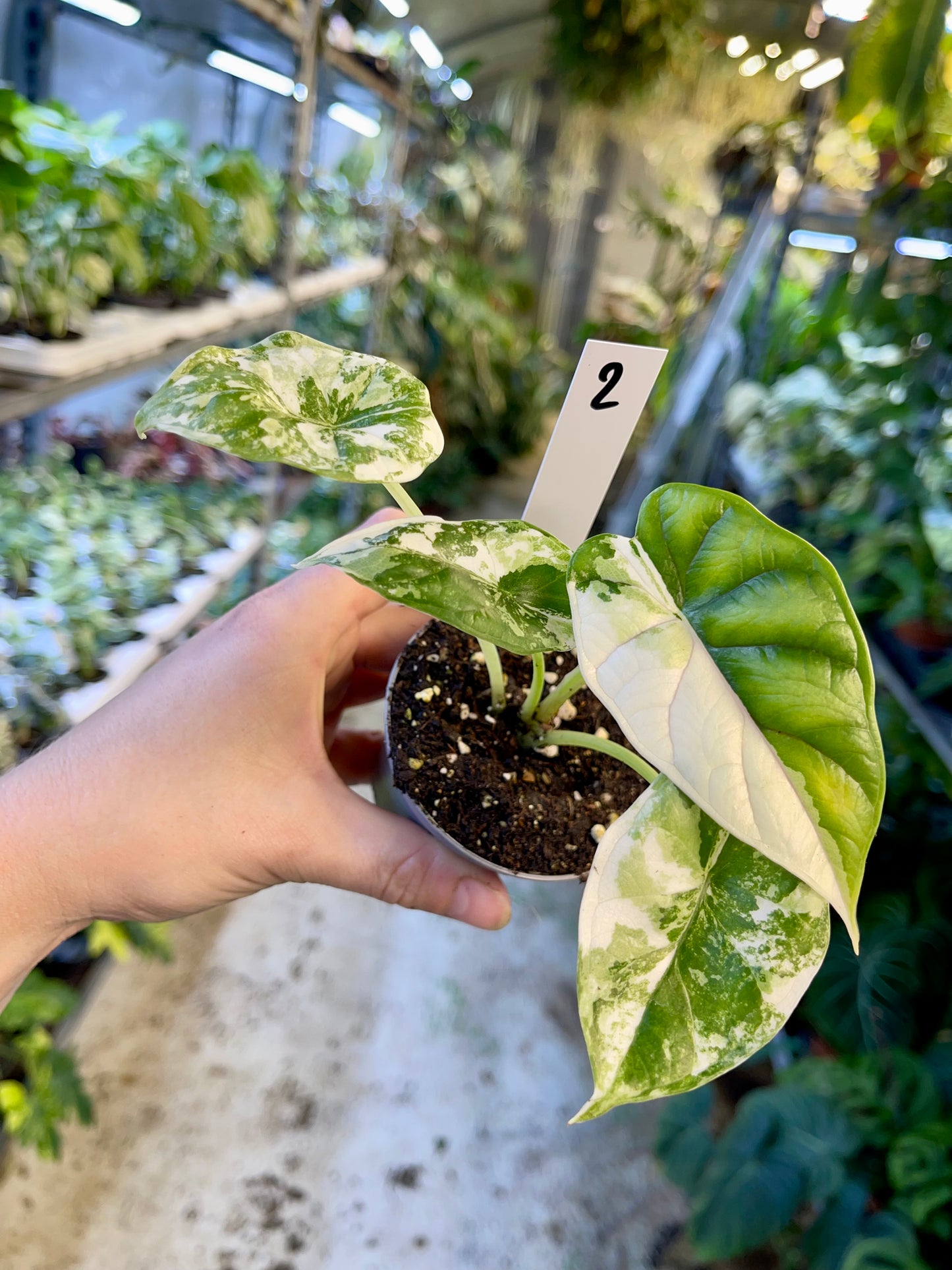 ALOCASIA DRAGON SCALE ALBO VARIEGATA  S