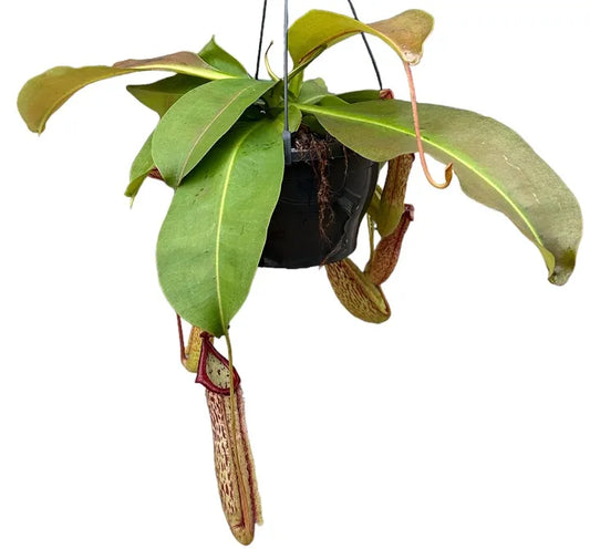 Nepenthes Miranda