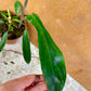 Philodendron joepii green on green variegata NEW