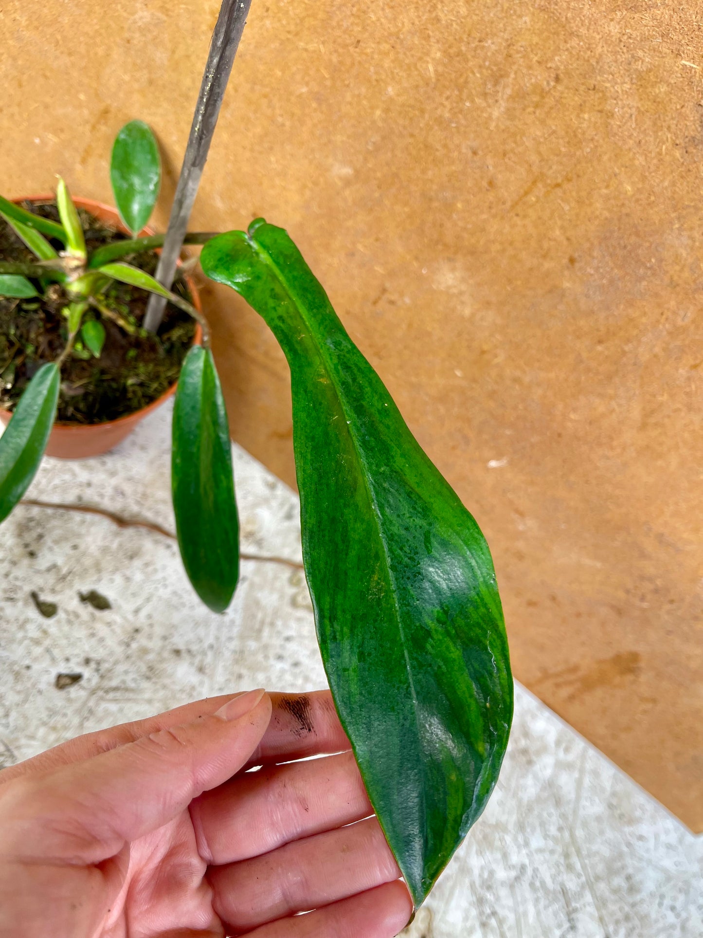 Philodendron joepii green on green variegata NEW