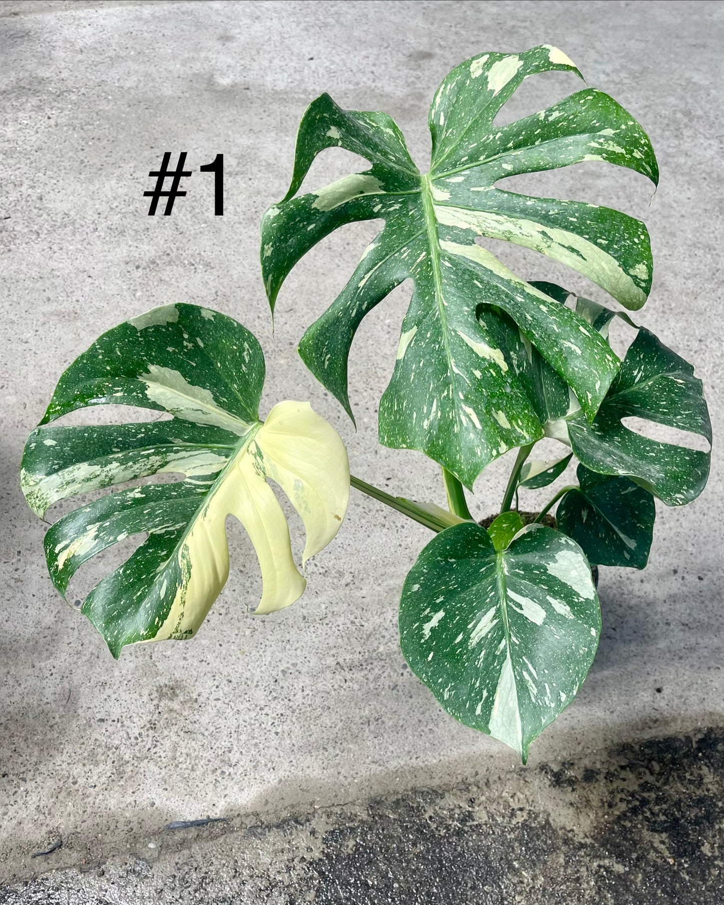 Monstera deliciosa thai constellation XL