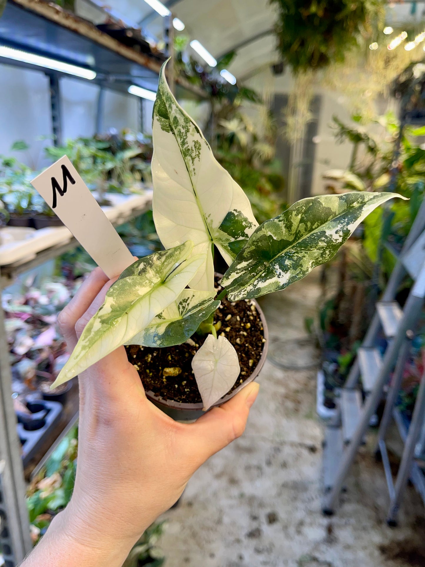 ALOCASIA SIMPO ALBO VARIEGATA M NEW