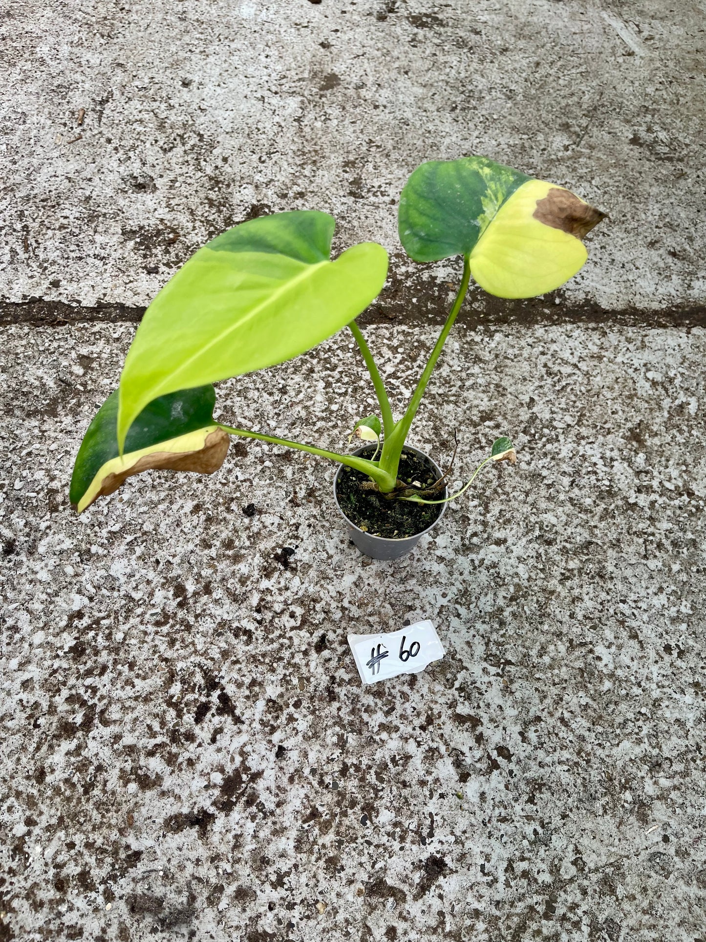 PLANTE A SAUVER