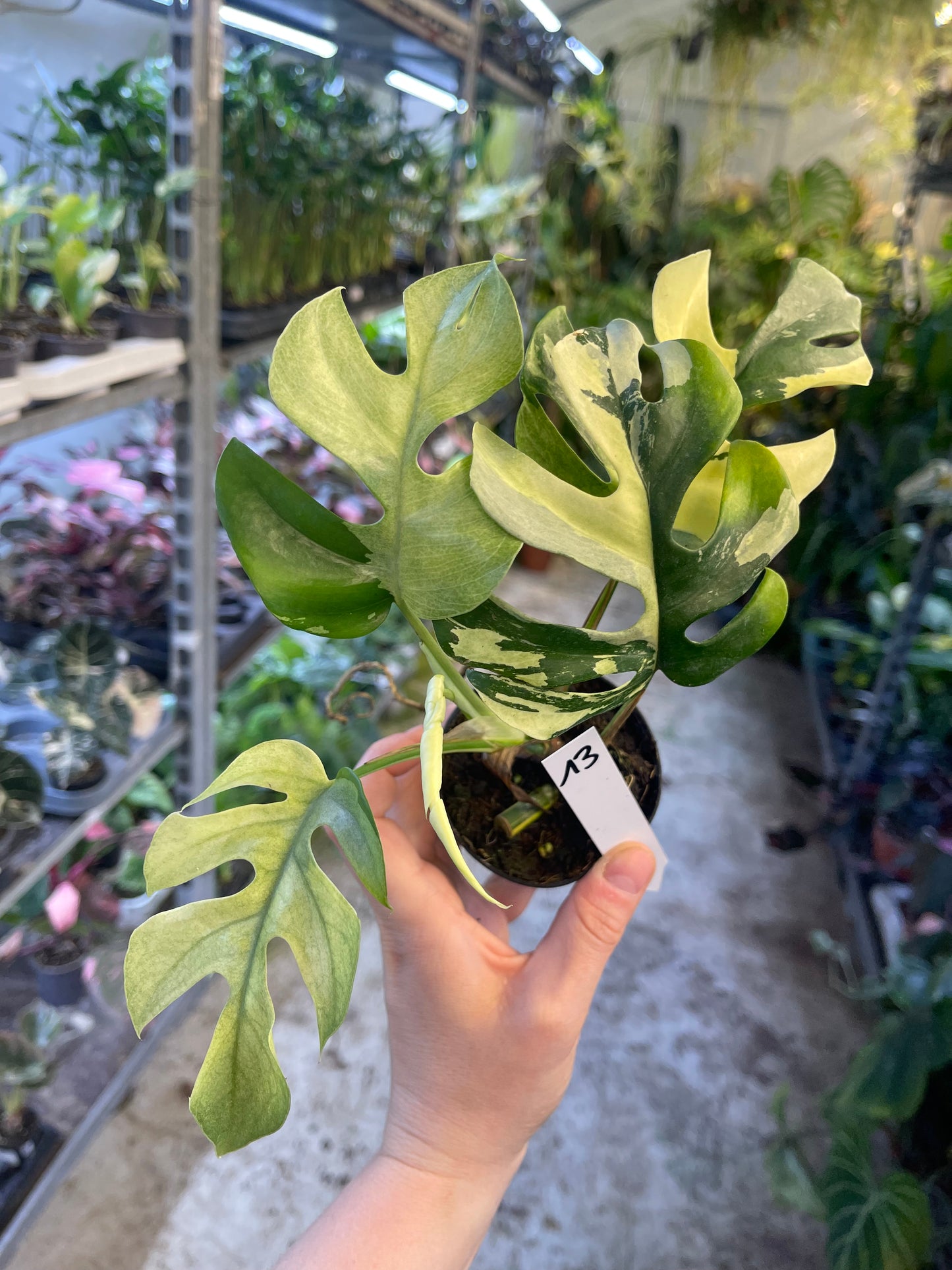 Monstera minima ALBO variegata / Rhaphidophora tetrasperma ALBO variegata