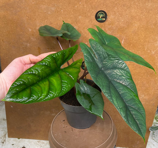 Alocasia scalprum