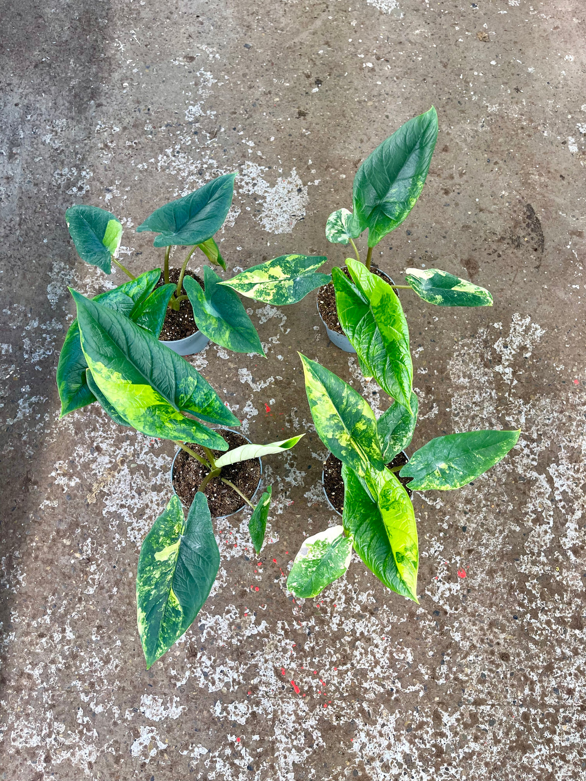 Alocasia scalprum variegata