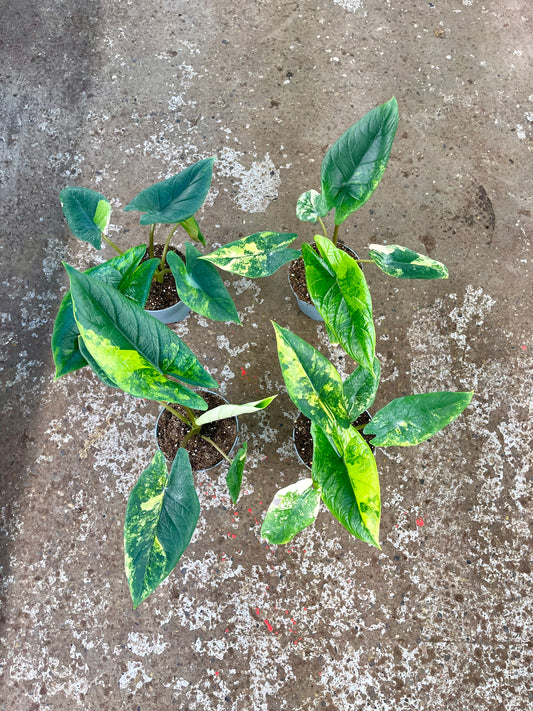 Alocasia scalprum variegata