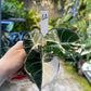 ALOCASIA BLACK VELVET PINK VARIEGATA M
