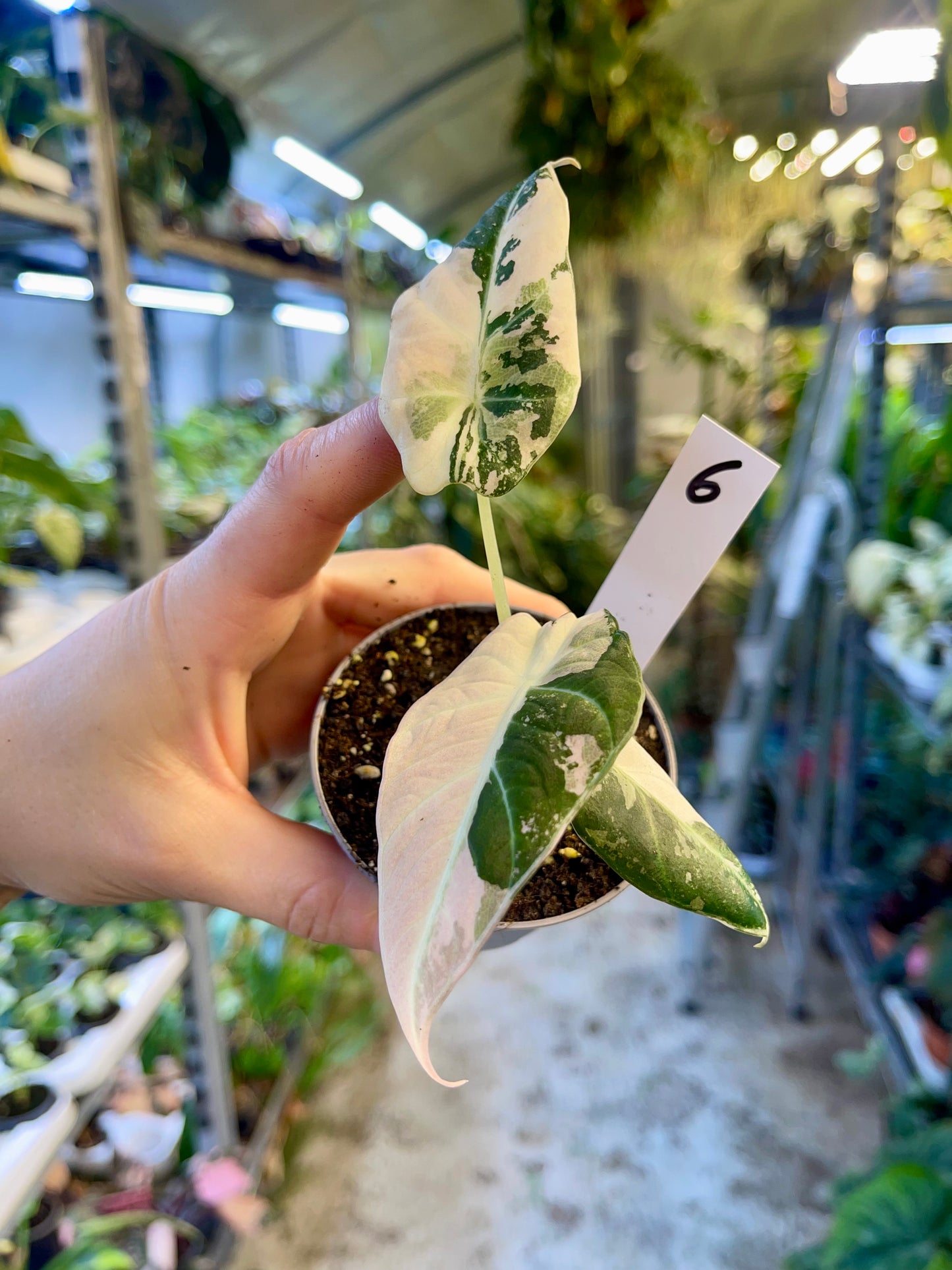 ALOCASIA BLACK VELVET VARIEGATA PINK S NEW