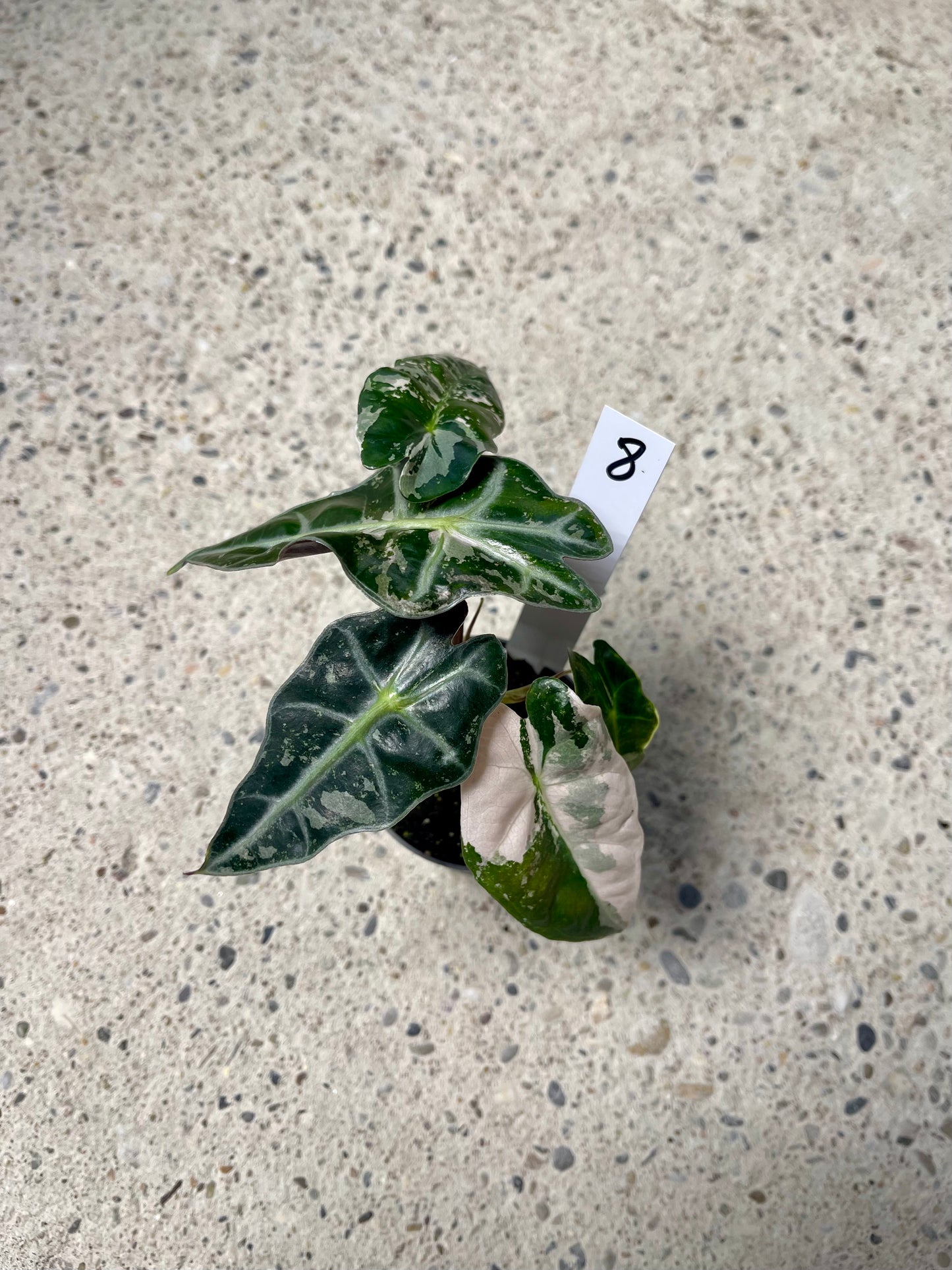ALOCASIA AMAZONICA POLLY PINK NEW