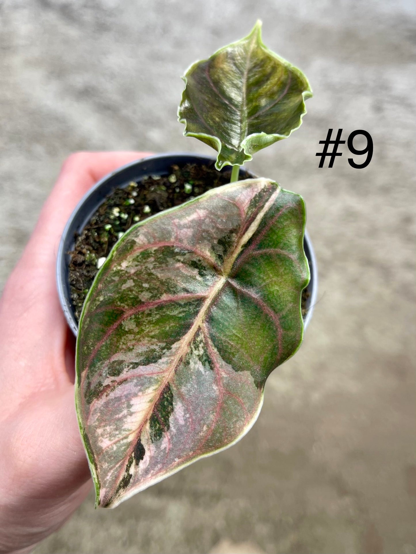 Alocasia Azlanii variegata