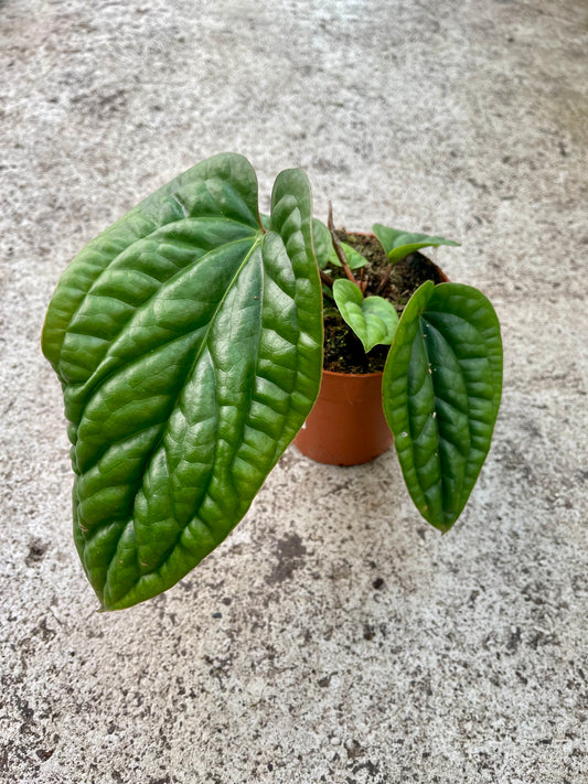 Anthurium luxurians x radicans