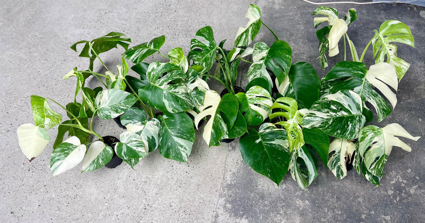 Monstera albo variegata NEW