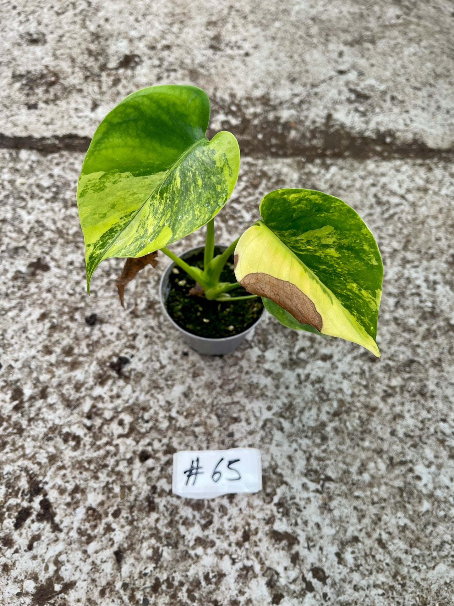 PLANTE A SAUVER