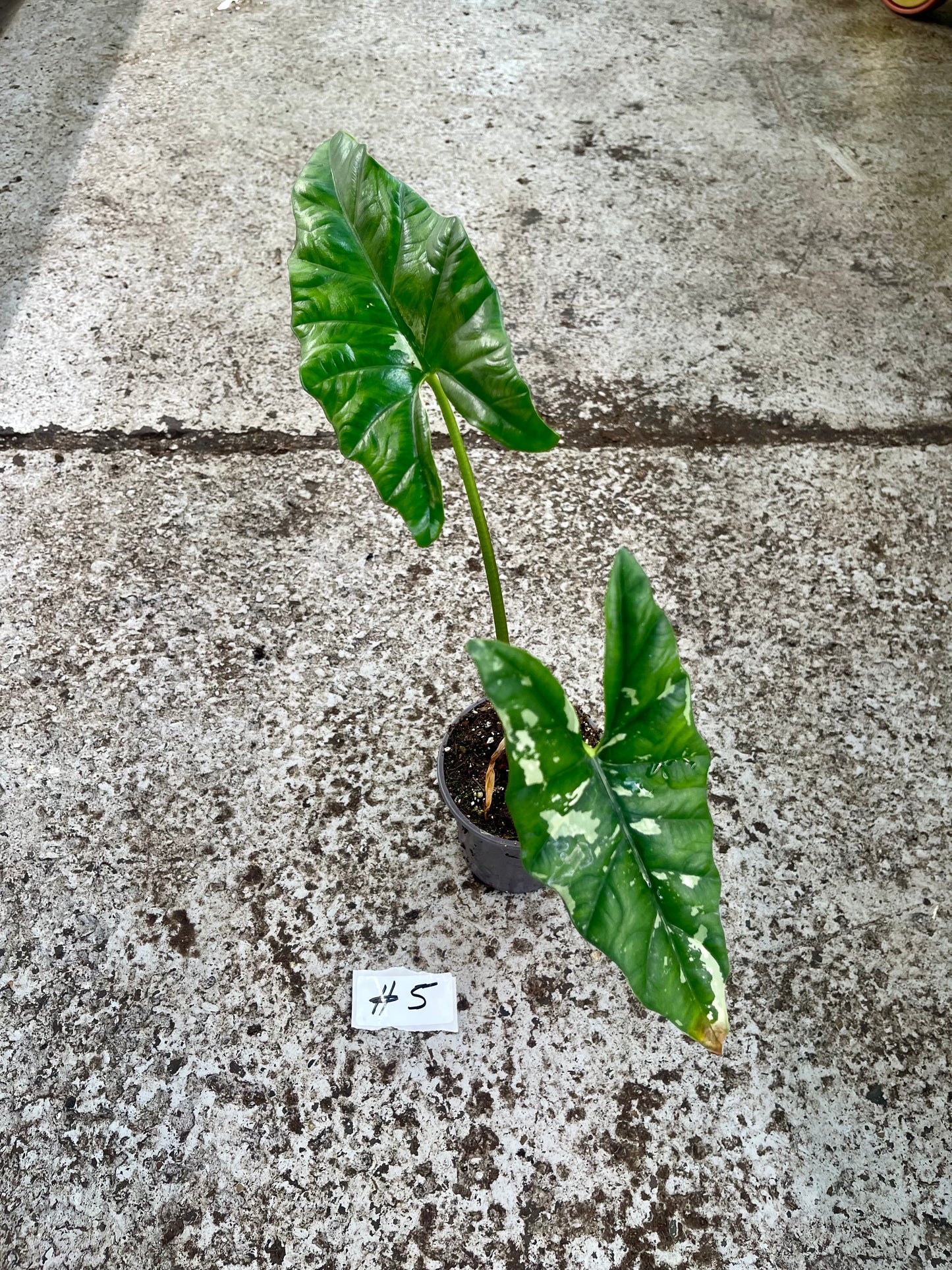 PLANTE A SAUVER