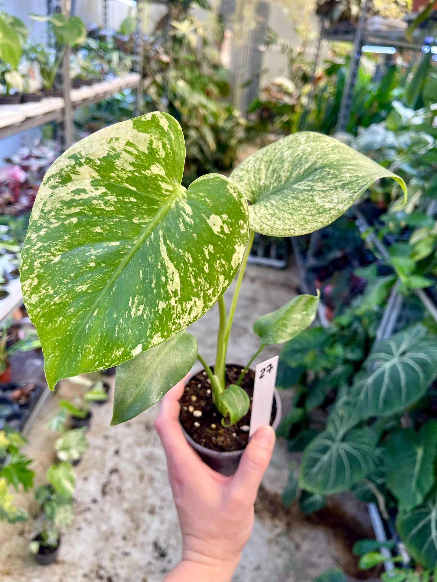 MONSTERA WHITE MONSTER M NEW