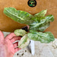 Alocasia pink dragon variegata