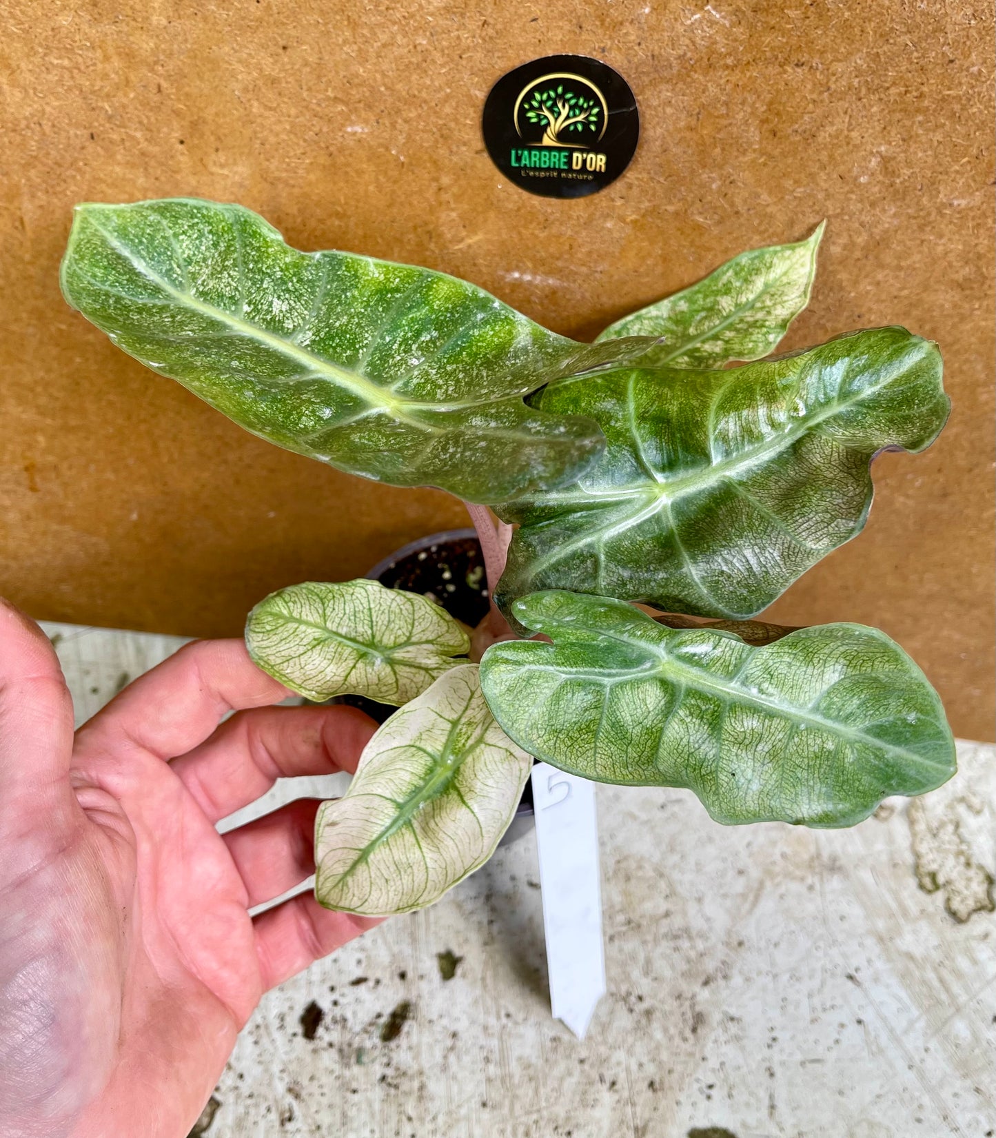 Alocasia pink dragon variegata