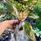 Philodendron red anderson M NEW
