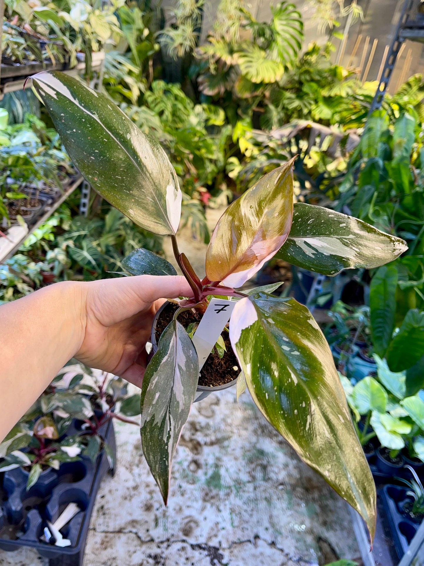 Philodendron red anderson M NEW