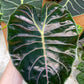 Alocasia purple prince XL
