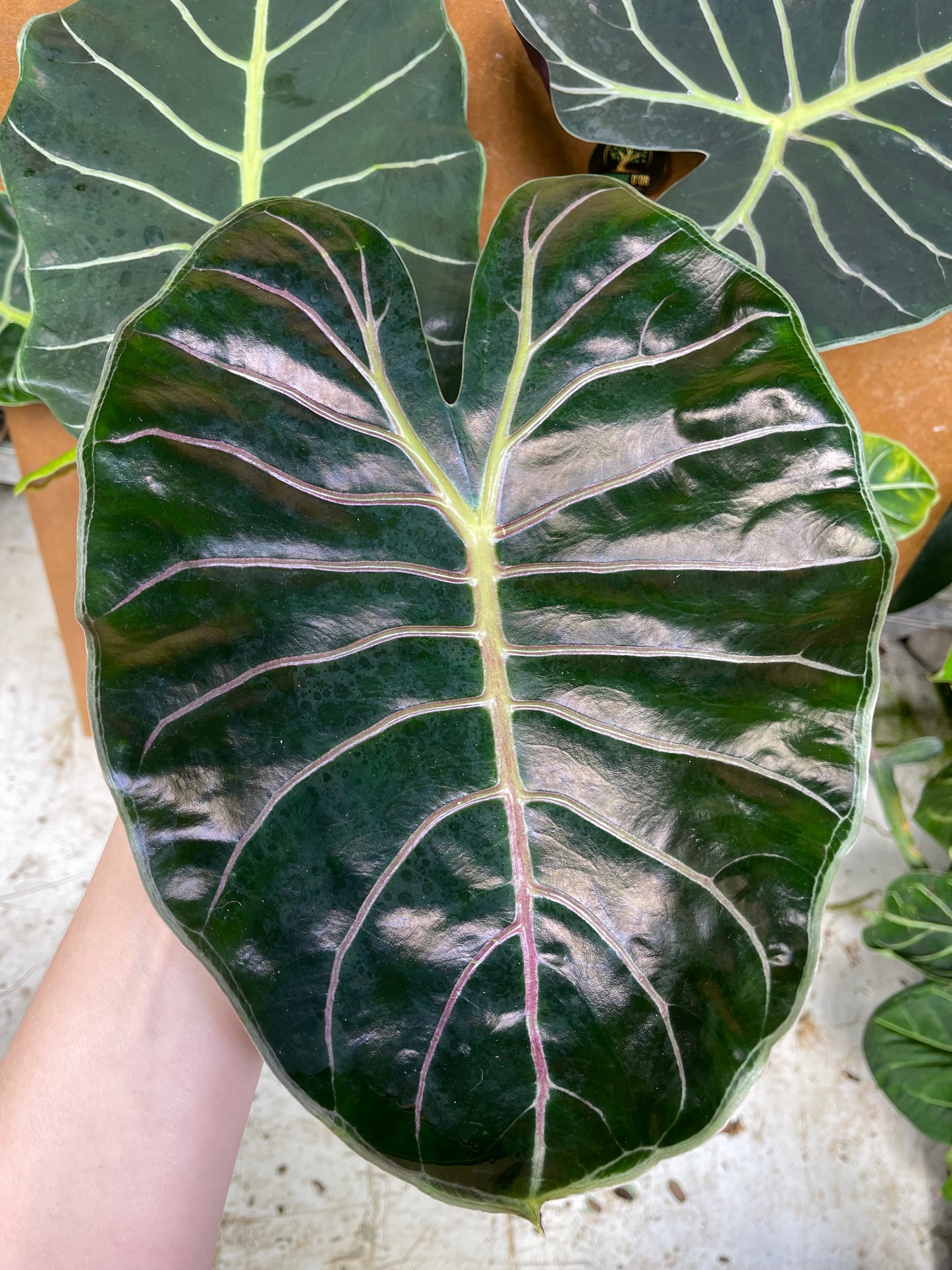 Alocasia purple prince XL