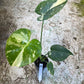 Monstera deliciosa thaï constellation M