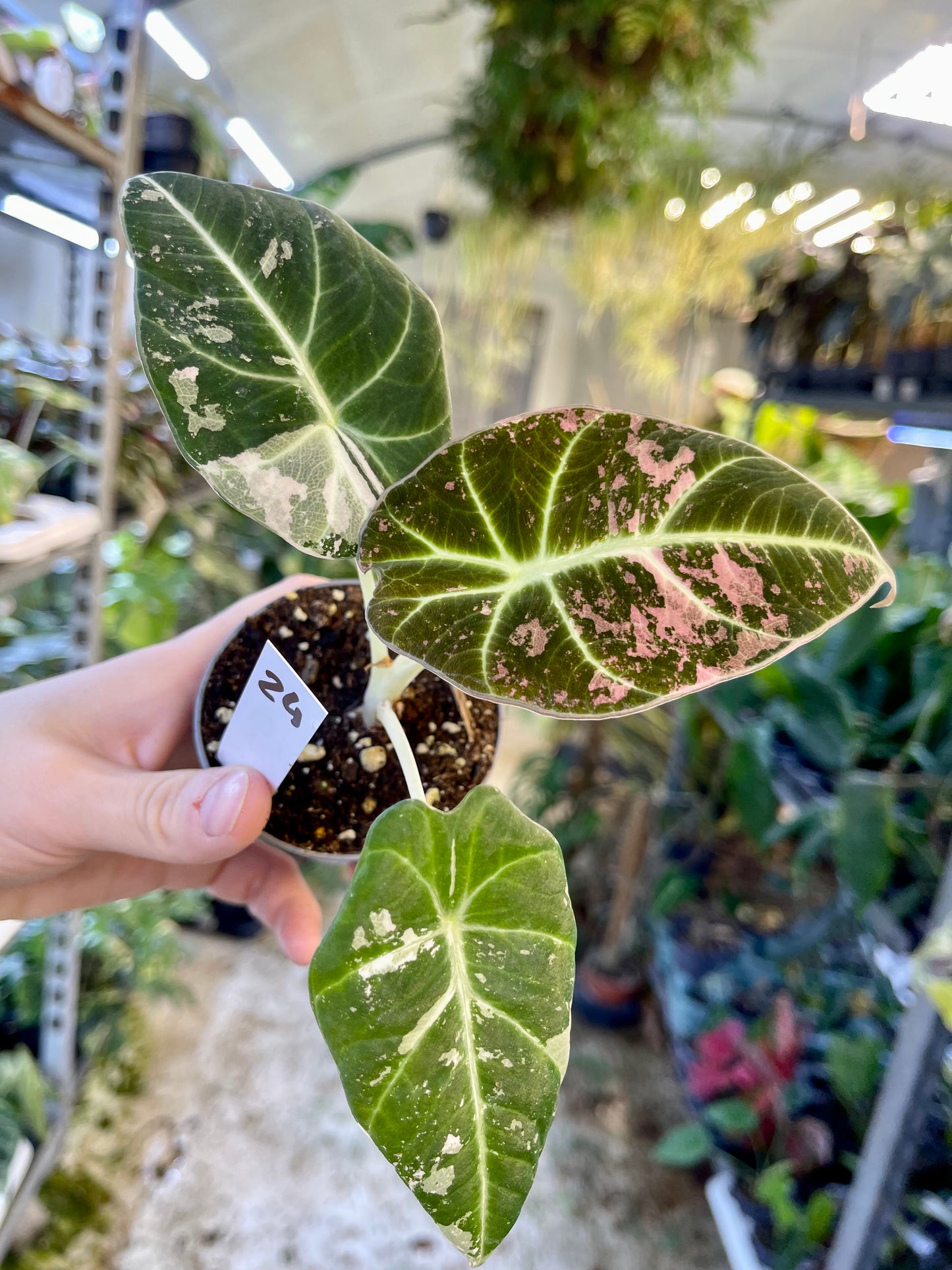 ALOCASIA BLACK VELVET VARIEGATA PINK S NEW