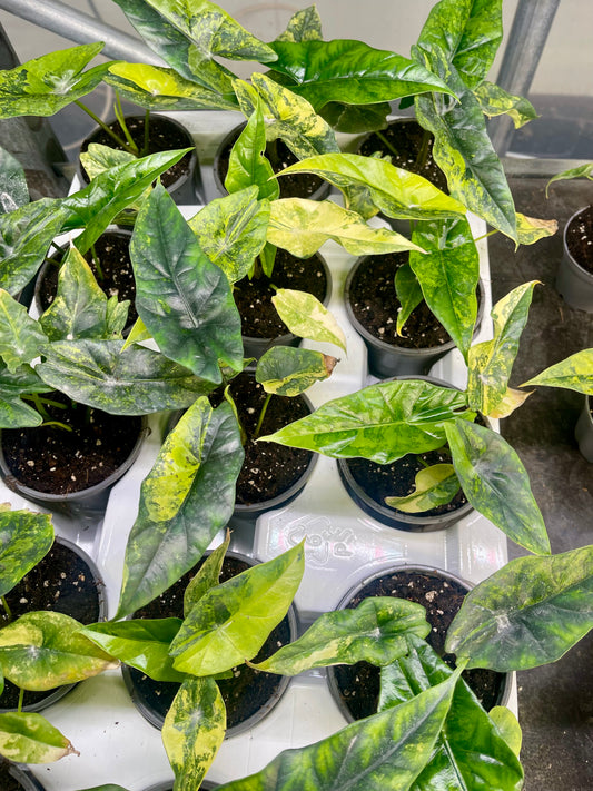 ALOCASIA SIMPO AUREA VARIEGATA NEW