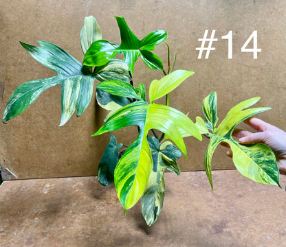 Philodendron Florida beauty