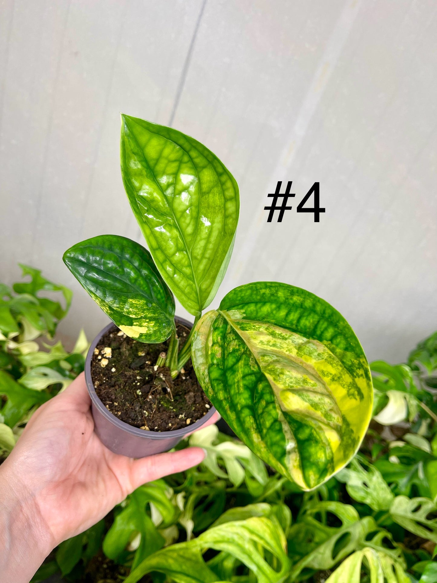 Monstera karstenianum variegata