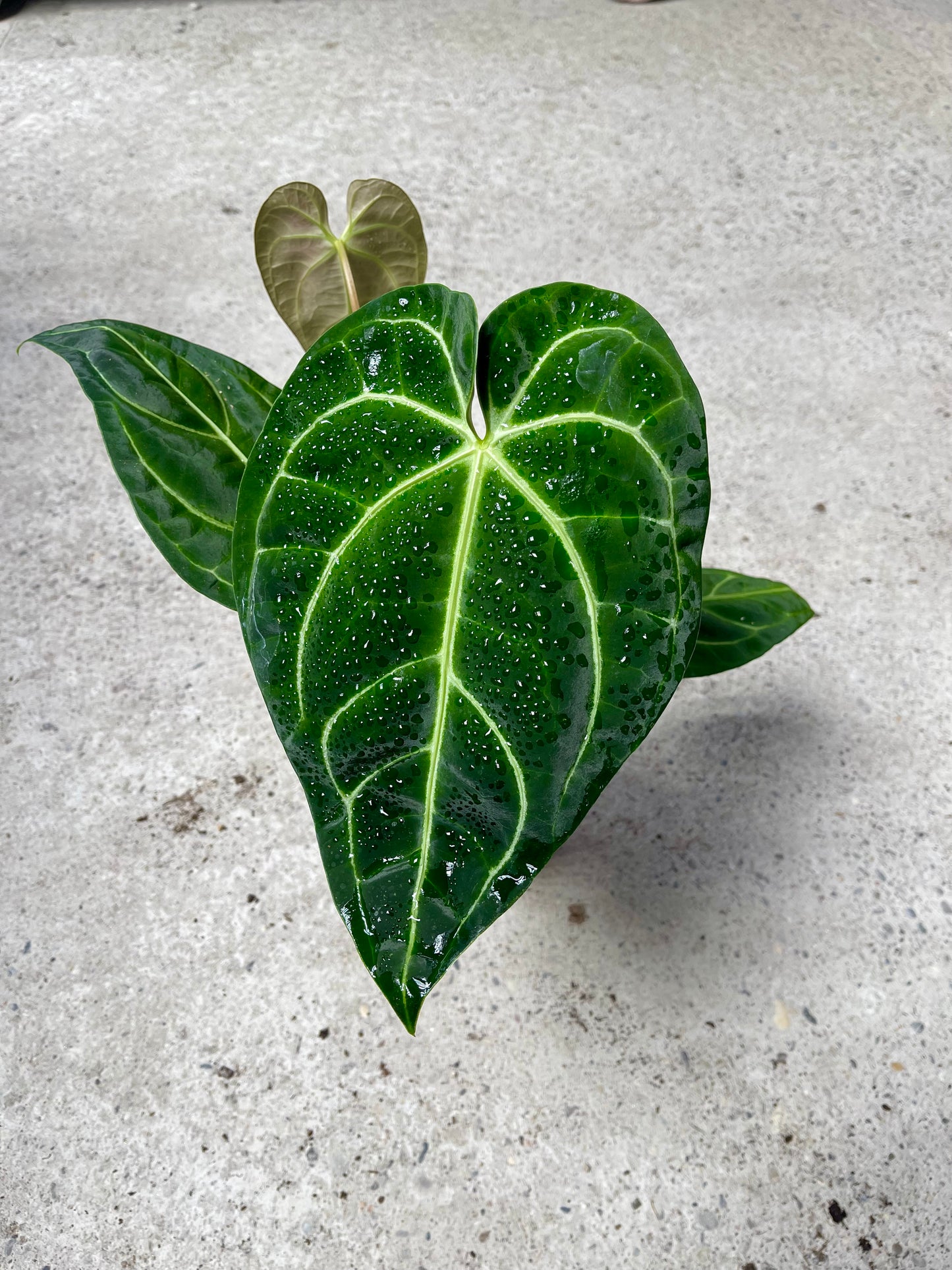ANTHURIUM REGALE NEW