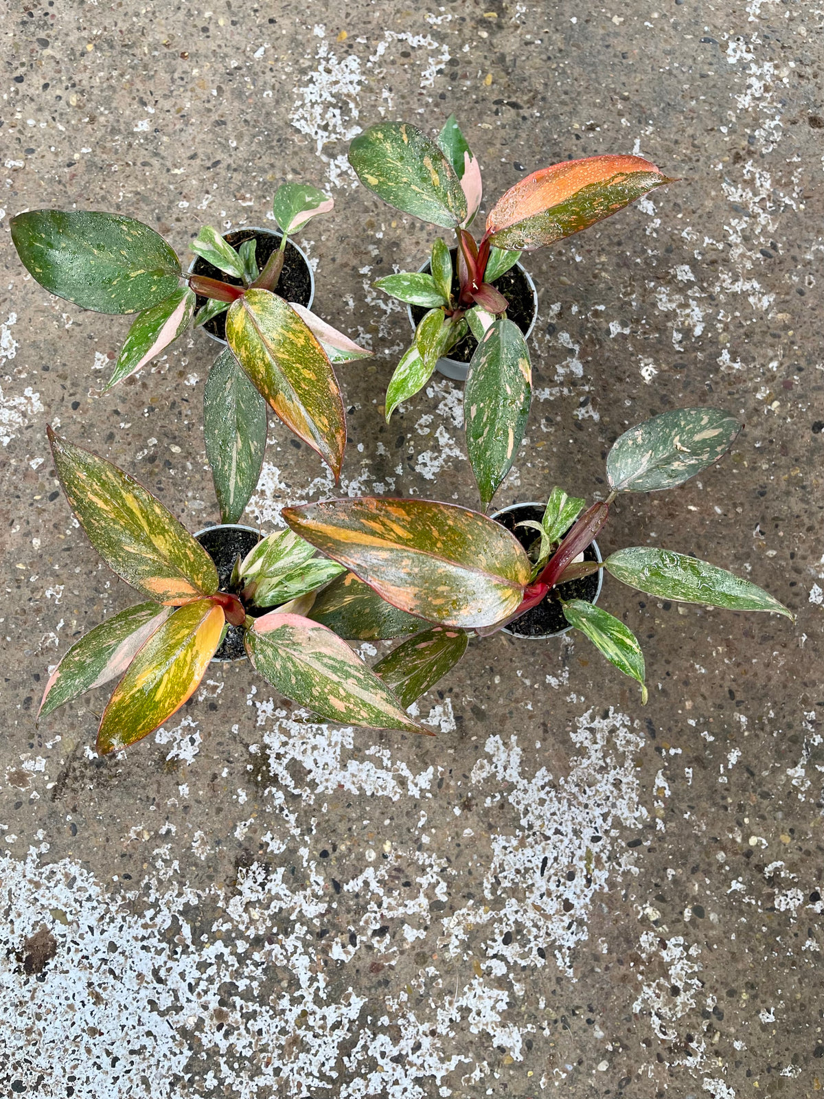 PHILODENDRON ORANGE PRINCESS VAR