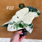Alocasia frydek variegata haute variegation M