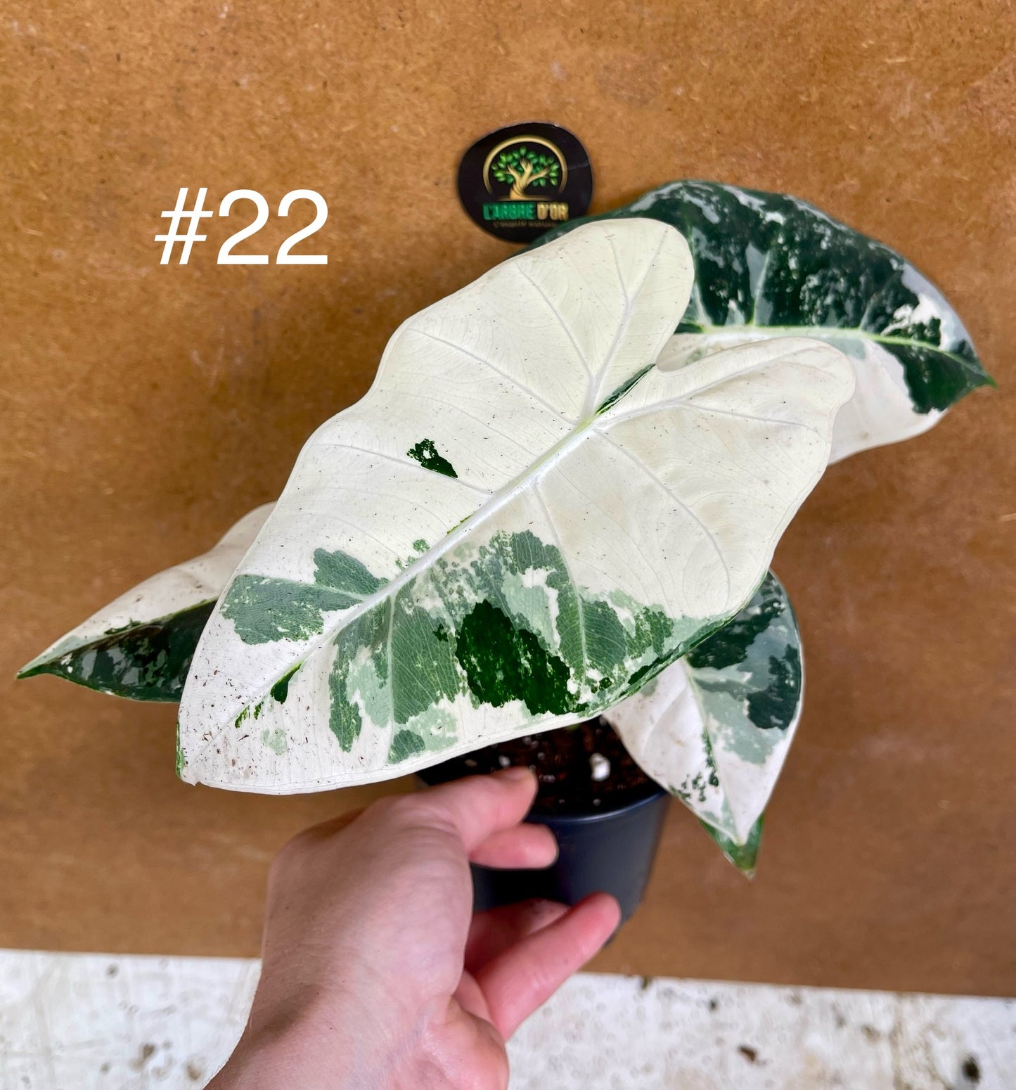 Alocasia frydek variegata haute variegation M