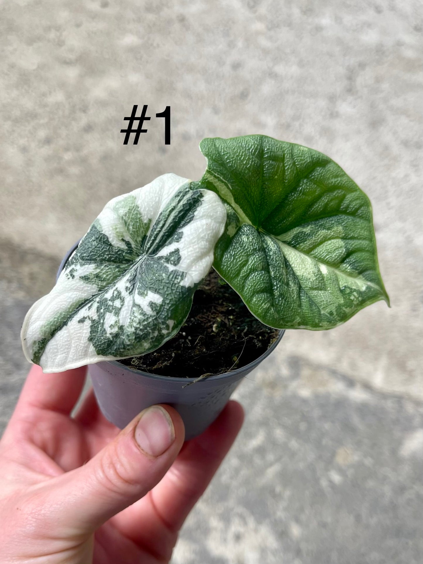 ALOCASIA MELO ALBO VARIEGATA NEW