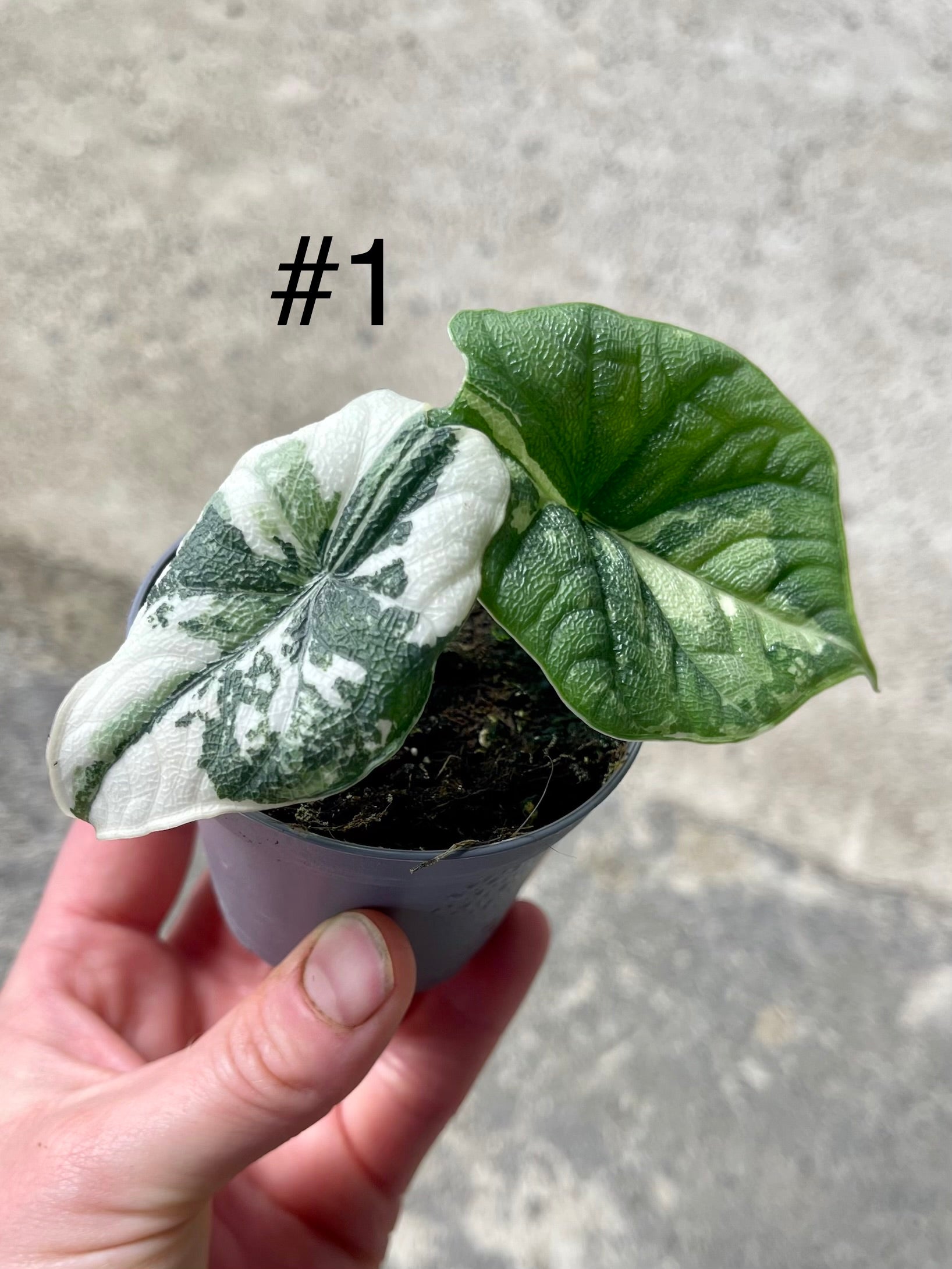 ALOCASIA MELO ALBO VARIEGATA NEW – L'arbre D'or 67