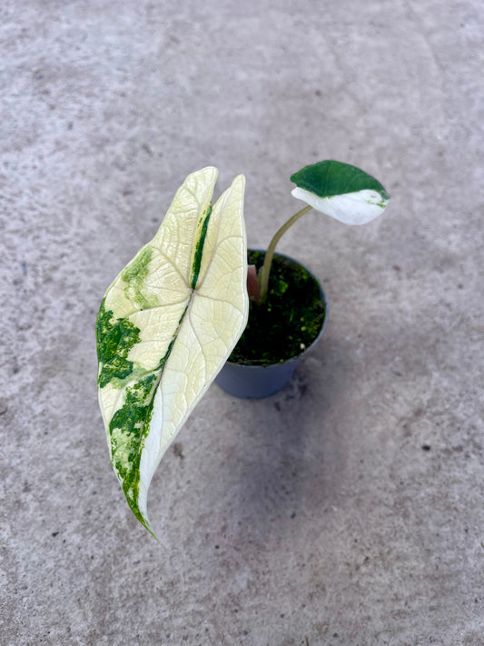 ALO.CASIA SCALPRUM ALBO VARIEGATA